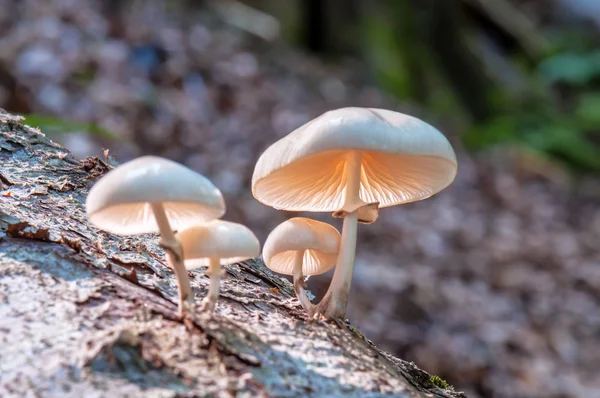 Sgabelli Funghi Famiglia Sul Tronco Nella Foresta — Foto Stock