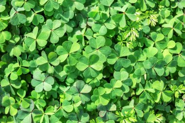 bir doku olarak gür yeşil yonca