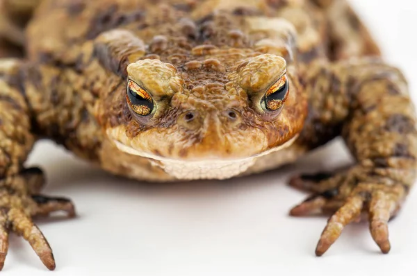 Živá Ropucha Žába Bílém Pozadí — Stock fotografie