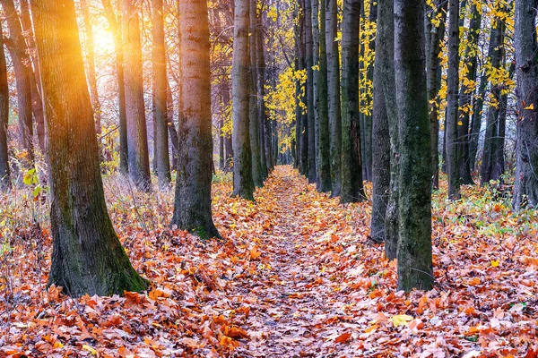 Ścieżka Lesie Jesienią Słońce Piękny Krajobraz — Zdjęcie stockowe