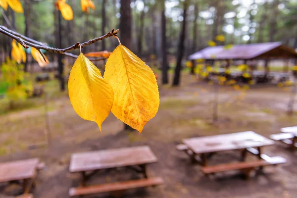 Dva Žluté Bukové Listí Větvičku — Stock fotografie