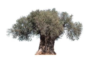eski zeytin ağacı üzerinde beyaz izole