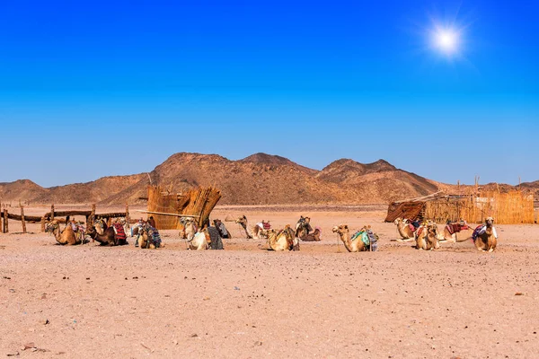Caravana Camellos Desierto Bajo Cielo Azul — Foto de Stock