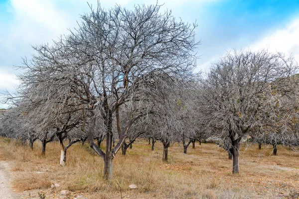 Ölü Kuru Meyve Ağaçları Bahçe — Stok fotoğraf