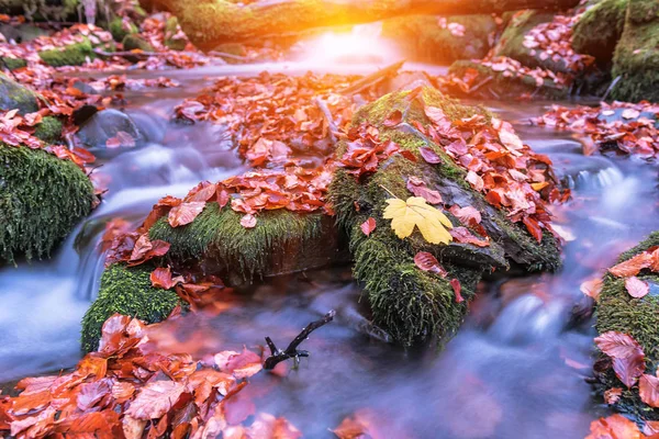 Transmisja Lesie Jesienią Sunbeam Nad Wodą Liść Klonowy Kamieniu — Zdjęcie stockowe