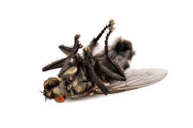 ölü şoförünün üzerine beyaz efly