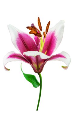 izole mor lily