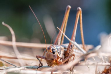çim canlı çekirge