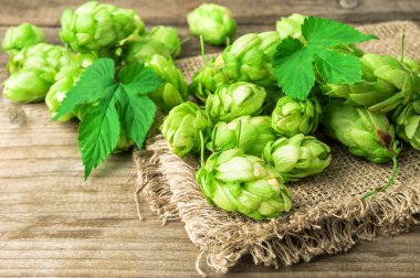 yemyeşil hop koniler