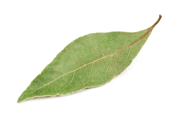 Laurel leaf on white — Stock Photo, Image