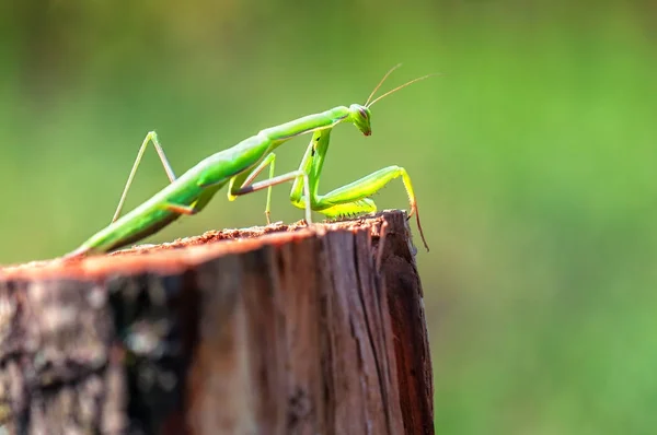 Live mantis religiosa — Stock Photo, Image