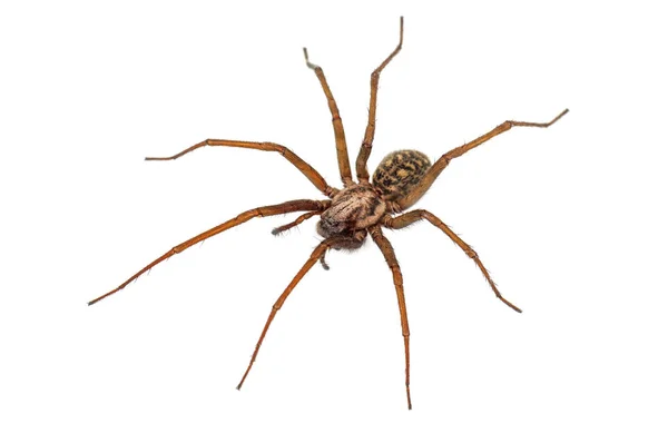 Predatory spider on white — Stock Photo, Image