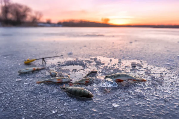 Pesca de inverno, poleiro — Fotografia de Stock