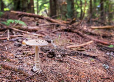 Gri-kahverengi mantar mantarı