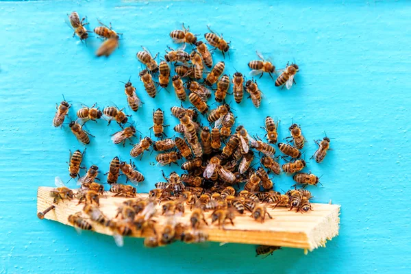 Uno sciame di api — Foto Stock