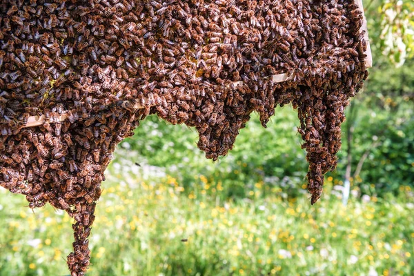 Levande bee (svärm) — Stockfoto