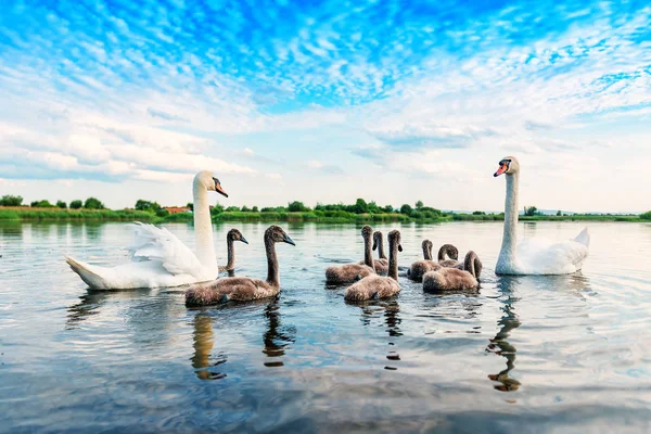 Una familia de cisnes — Foto de Stock