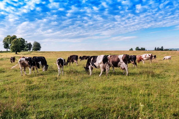 Eine Herde Kühe — Stockfoto