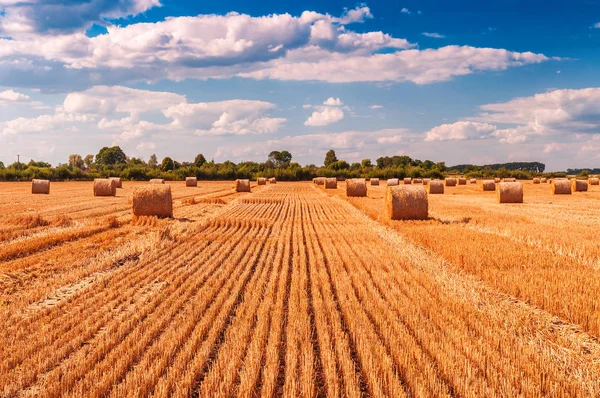 Balen droog stro — Stockfoto