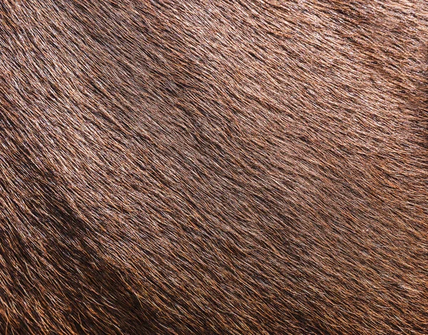 Lana de vaca marrón —  Fotos de Stock