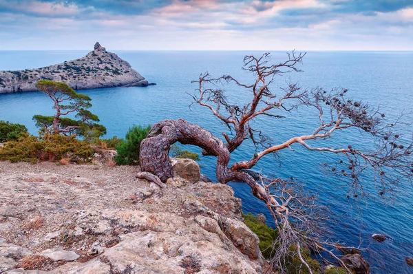 Ginepro morto sulla roccia — Foto Stock