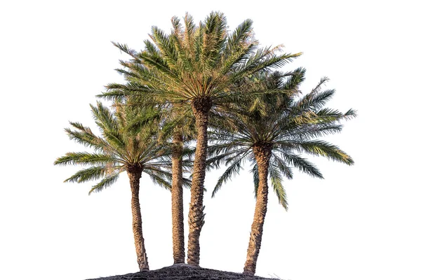 Cuatro palmeras —  Fotos de Stock
