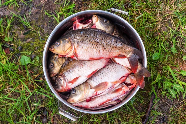 Peixe fresco em um pote — Fotografia de Stock