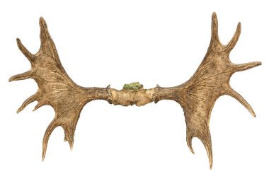 İzole Elk boynuzları