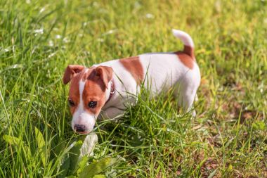 Jack Russel köpek çim