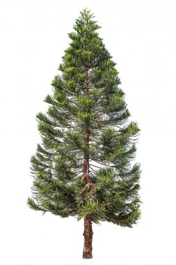 Norfolk pine or Araucaria pine tree. clipart