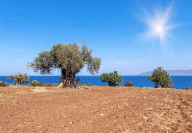 eski zeytin ağaçları