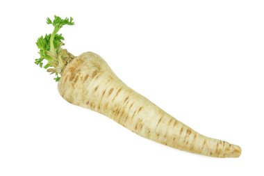 izole ham maydanoz kökü