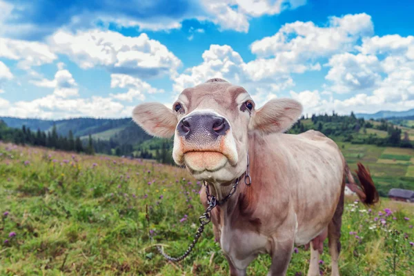 mera üzerinde mutlu inek