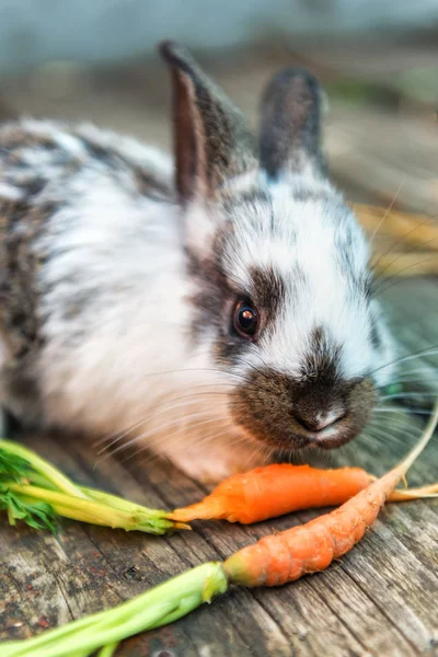 Pequeño conejo come zanahorias —  Fotos de Stock