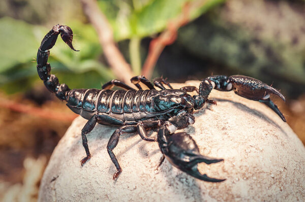 Живой черный скорпион
