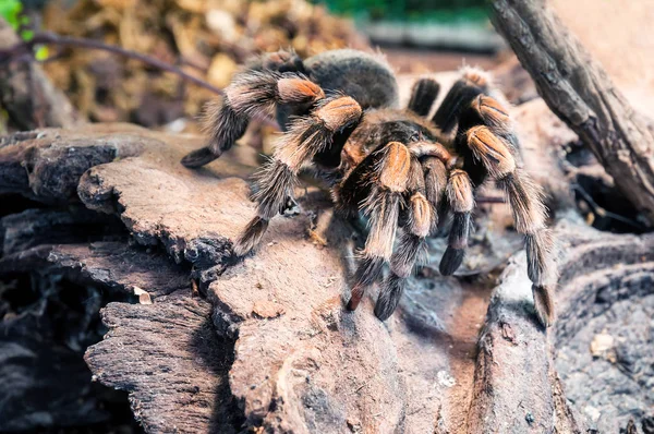 Live redknee tarantula — Stock Photo, Image