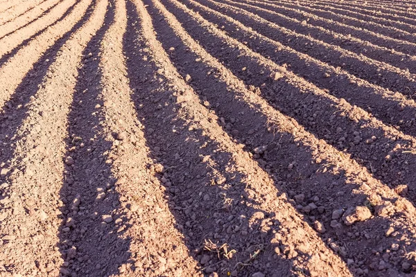 Plowed field texture — Stock Photo, Image