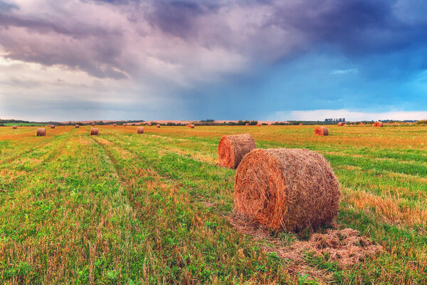 straw bales in the field