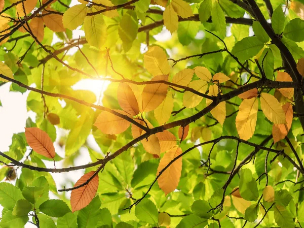 Texture of beech leaves — Stock Photo, Image