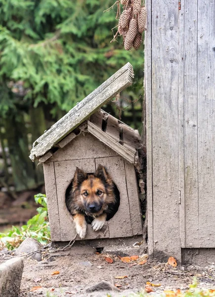 村の犬小屋で犬 — ストック写真