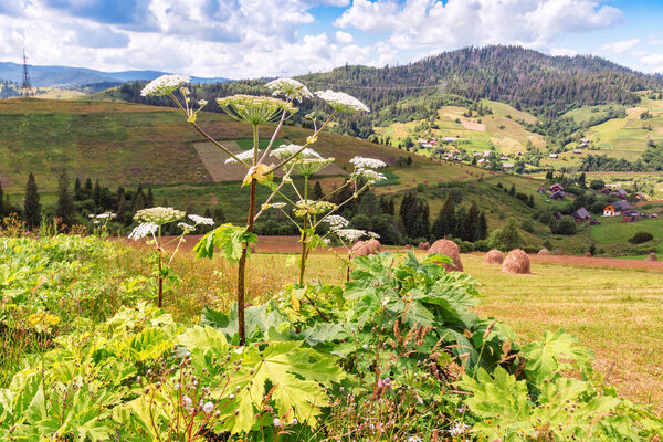 Wild Giant Hogweed plant