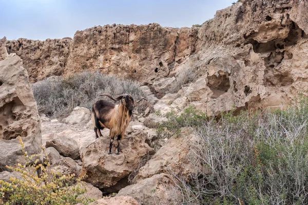 Wild goat on the rock — Stock Photo, Image