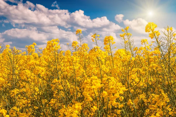 Flor de colza amarela — Fotografia de Stock