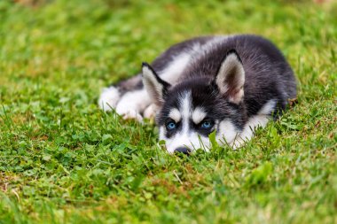 çim Husky yavrusu