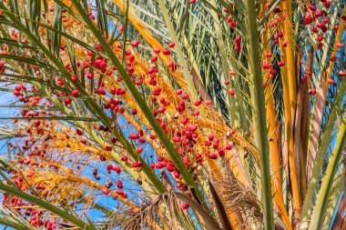 avuç olgun tarihleri