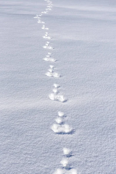 雪上的野兔卡车 — 图库照片
