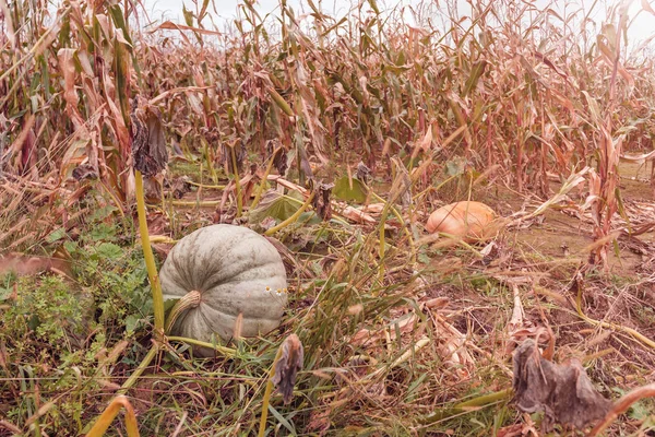 Abóbora madura no campo — Fotografia de Stock