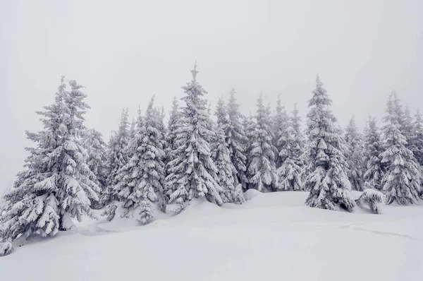 Abetos cubiertos de nieve —  Fotos de Stock