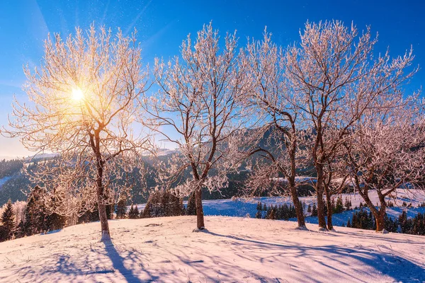 冬の風景、霜 — ストック写真