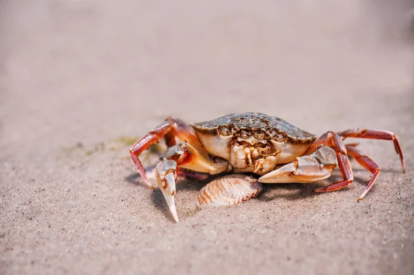 kum üzerinde canlı Yengeç